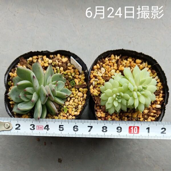エケベリア葉挿し小苗双頭セット⑥(抜き苗)多肉植物