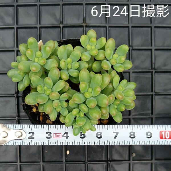 ルビーティント葉挿し苗セット(抜き苗)多肉植物