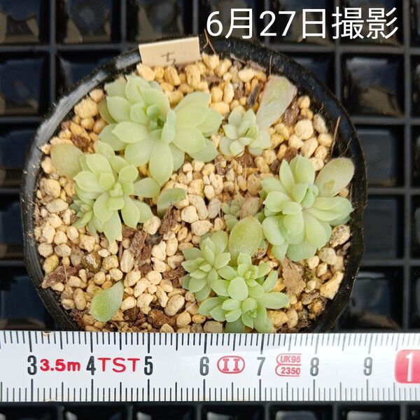 ミックスベリア 葉挿しちょこんセット(抜き苗)多肉植物
