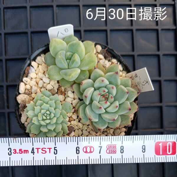 エケベリア3種小苗セット(抜き苗)多肉植物