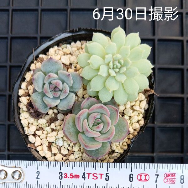 ミックスベリア入り 小苗セット(抜き苗)多肉植物