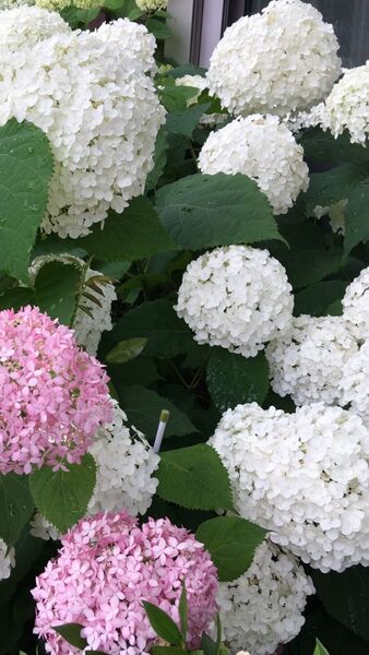 アメリカノリノキ アナベル。子供の頭ぐらいの花が風にゆらゆら揺れる様はとても涼しげ。毎年咲くし 花付きもいいです。色変わりもいい。