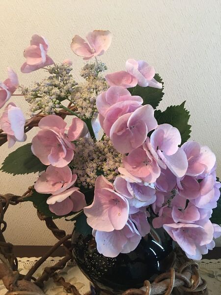 アジサイ 挿し木枝 2本 根はありません。可愛らしいフリルのようなピンクの額です。毎年咲きます。花付きがいいです。