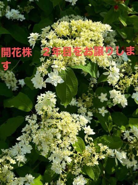 一際目を引くアジサイ。ヘイズスターバースト。とても可憐です。開花株です。