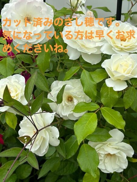今日カットしたばかりのバラです。画像のまま 挿し木5本をお送りいたします。とても香りの良いバラです。根はありません。ゆ