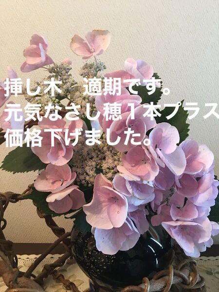 アジサイ 挿し木枝 2本 根はありません。可愛らしいフリルのようなピンクの額です。毎年咲きます。花付きがいいです。今ならプラス1本