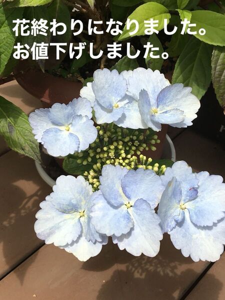 常緑アジサイ とても大きな額アジサイ。花付きがとてもよく、毎年咲いてくれます。とても丈夫で育てやすいです。 る?