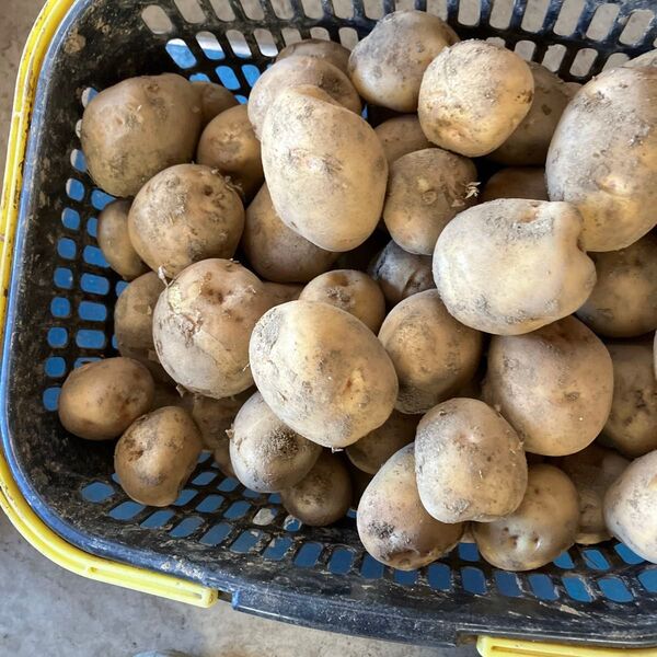 茨城県産新じゃがいもきたあかり ゆうパックお手軽配達80サイズに、入るだけです。9キロ以上入ります。