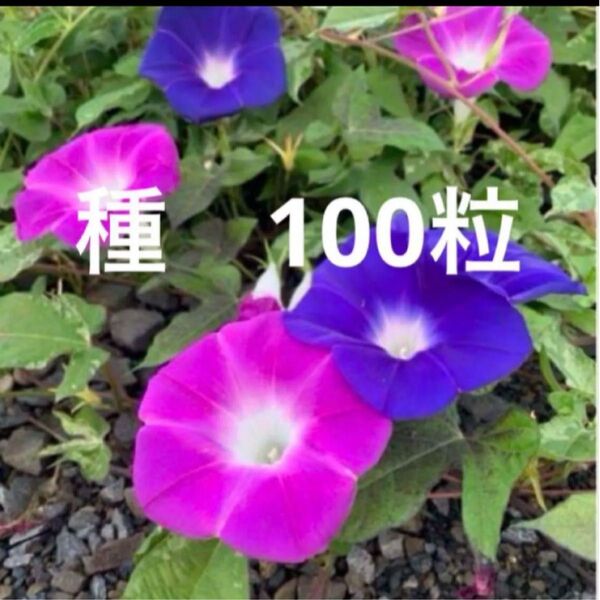 あさがお 朝顔 種子 種 100粒+α