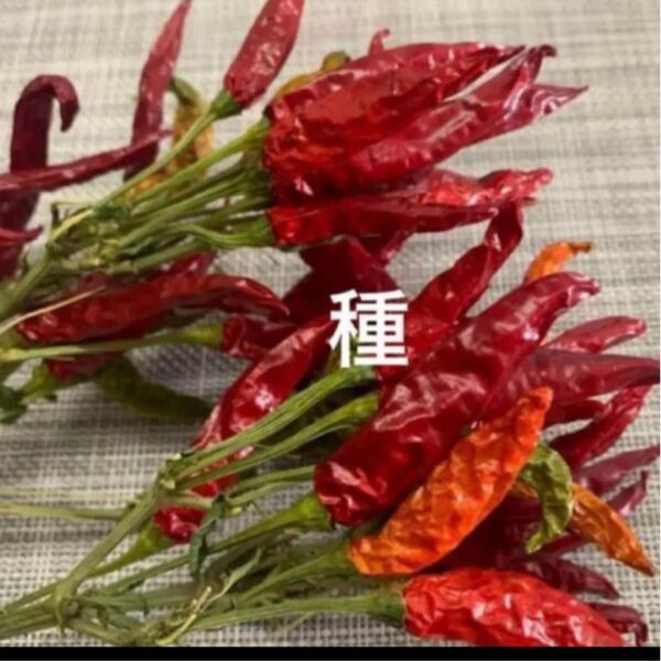 唐辛子 鷹の爪 種