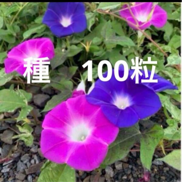 あさがお 朝顔 種子 種 100粒+α