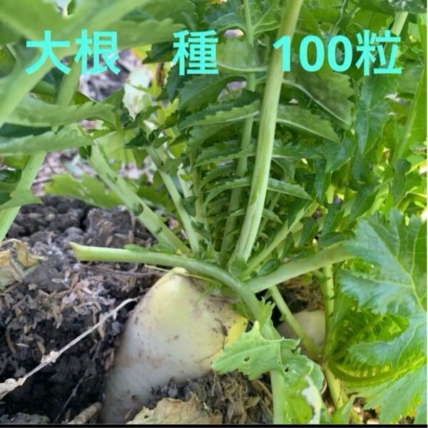 大根 だいこん 種 種子 100粒以上