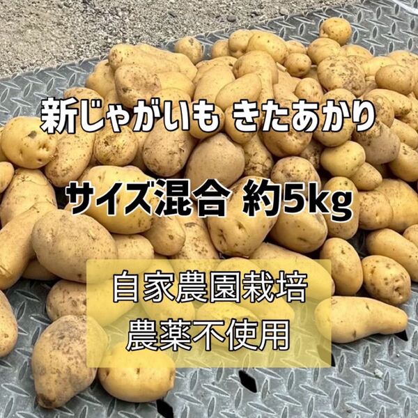 【自家農園栽培 新じゃがいも きたあかり】農薬不使用 サイズ混合 約5.0kg
