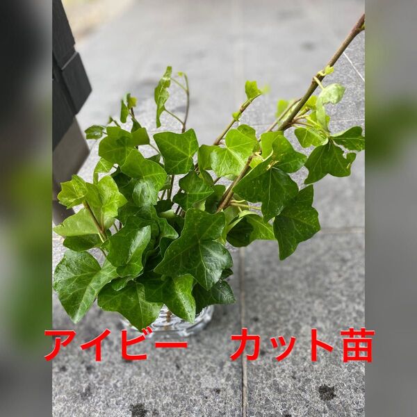アイビー ヘデラ カット苗 プライバシー発送 インテリアにも。
