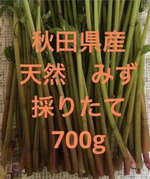 秋田県産 山菜 天然 みず ミズ 採りたて 700g