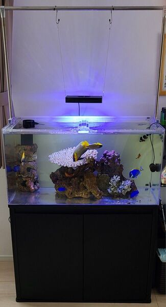 オーバーフロー水槽 セット 海水 海水魚