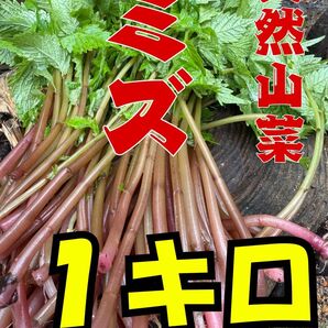 天然ミズ1キロ