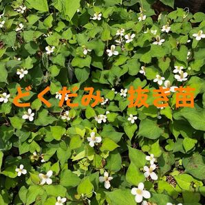 どくだみ 抜き苗 30本程 自然栽培 ネコポス