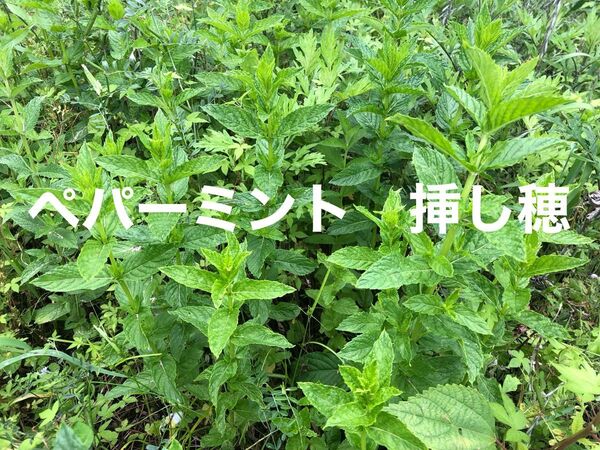 ペパーミント 挿し穂 20本〜 農薬不使用 虫除け ハーブティー 入浴剤