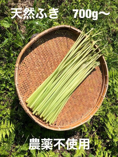 天然ふき 700g〜 農薬不使用 ネコポス 山菜 煮物 きゃらぶき