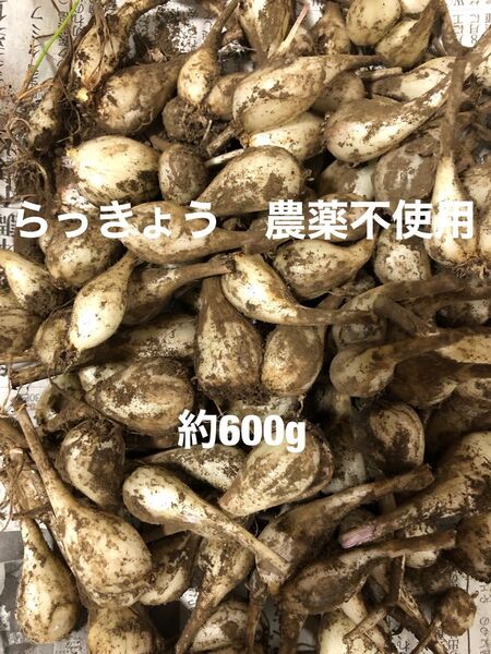 らっきょう 600g〜(箱別) 元群馬産 農薬不使用ネコポス 漬物 夏バテ予防