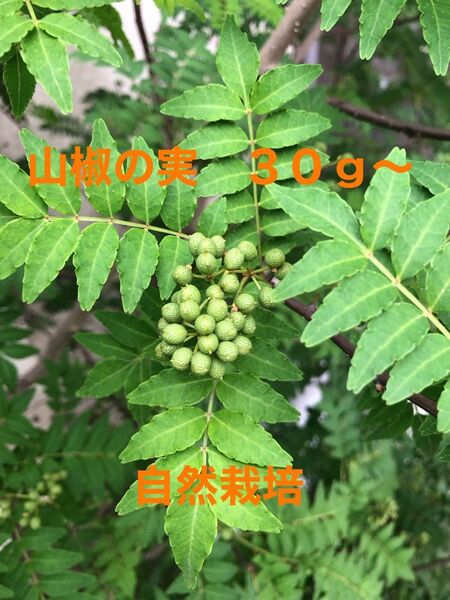 山椒の実 30g〜 自然栽培 ちりめん山椒 ぬか漬けなど