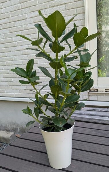 観葉植物 クルシア6号ポット