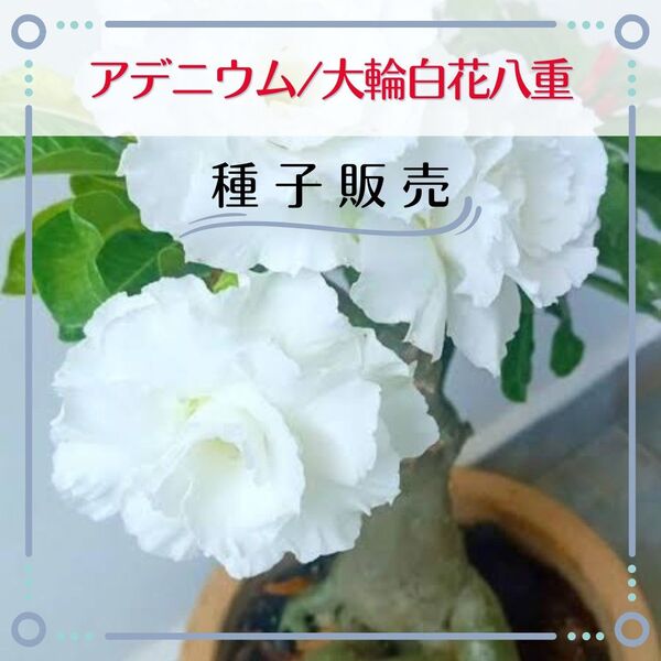 追跡番号付【種子販売】アデニウム/大輪白花八重*種子2粒