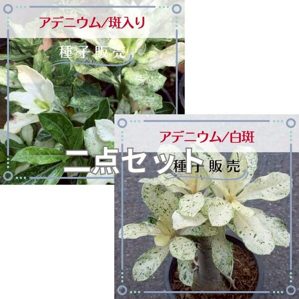 追跡番号付【種子販売】アデニウム/斑入り&白斑 *個別包装*種子各2粒(計4粒)