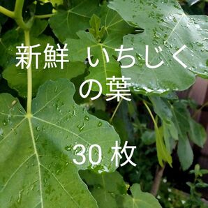 新鮮いちじくの葉 30枚