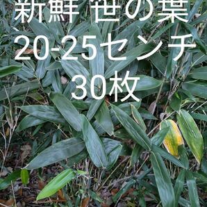 新鮮 笹の葉 20-25センチ 30枚