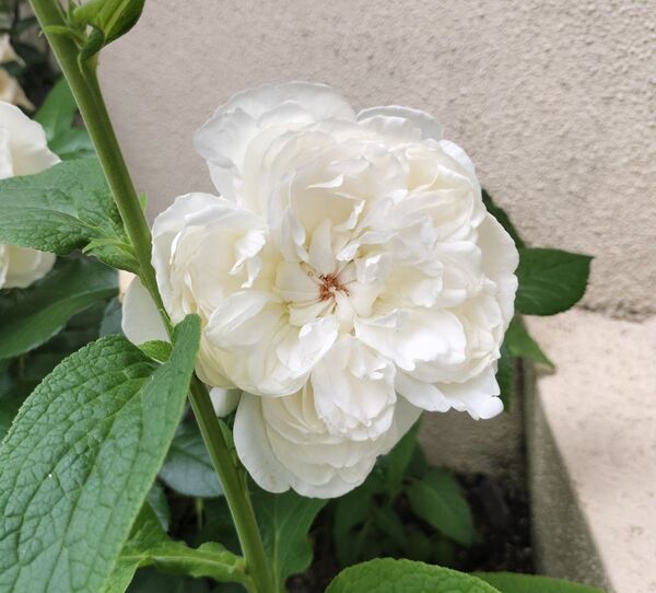 強香 四季咲きバラ 挿し木苗