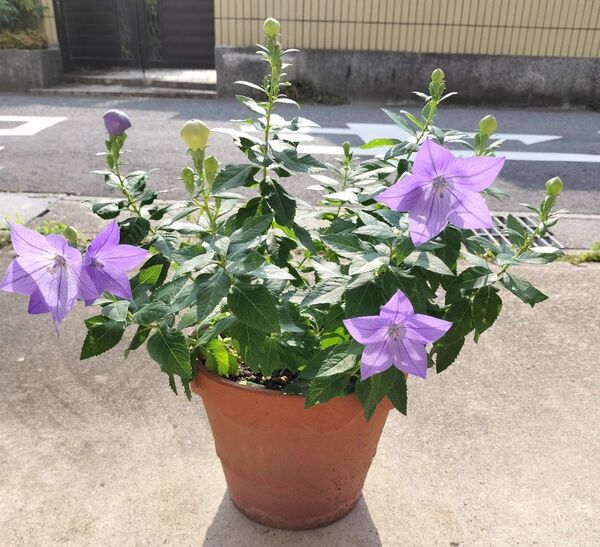 矮性キキョウ苗