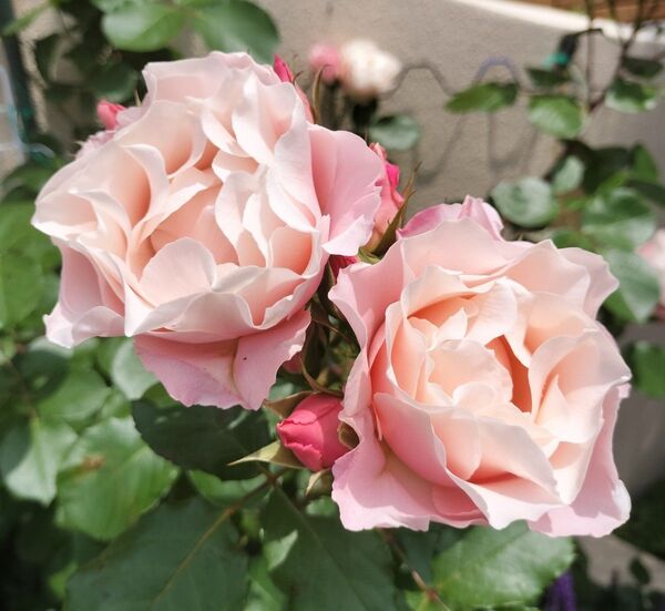 四季咲きバラ 挿し木苗