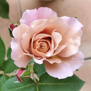切花品種 四季咲きバラ苗