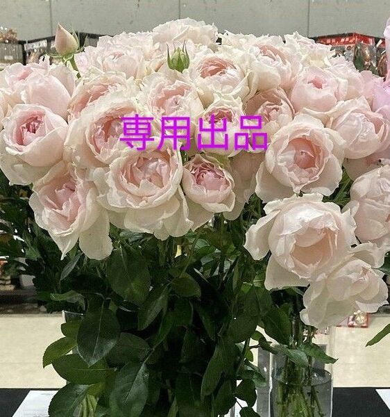 強香 切花品種 四季咲きバラ苗2株セット