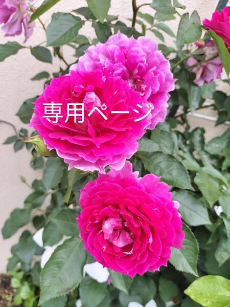 強香 四季咲きバラ挿し木苗S-2