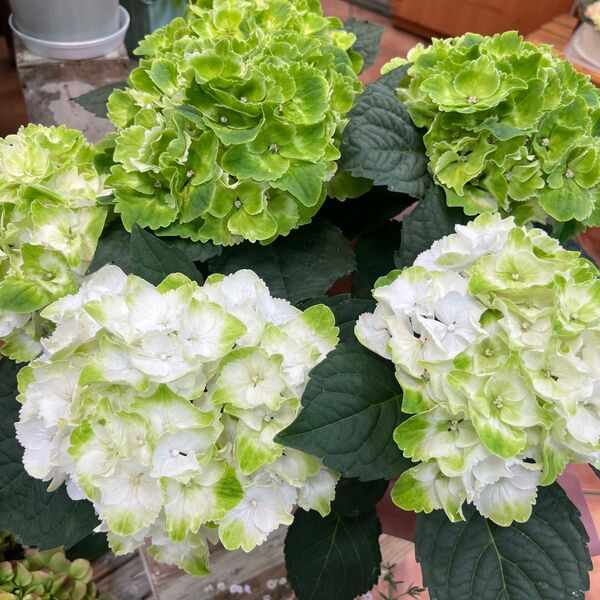 紫陽花 フローズンマスカット アジサイ