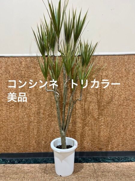 室内インテリア 観葉植物 コンシンネ トリカラー 8号 140㌢