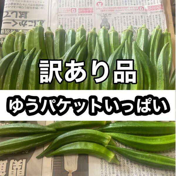 高知県産オクラ 新鮮おくら 即購入OK 産地直送 野菜すじmwjg