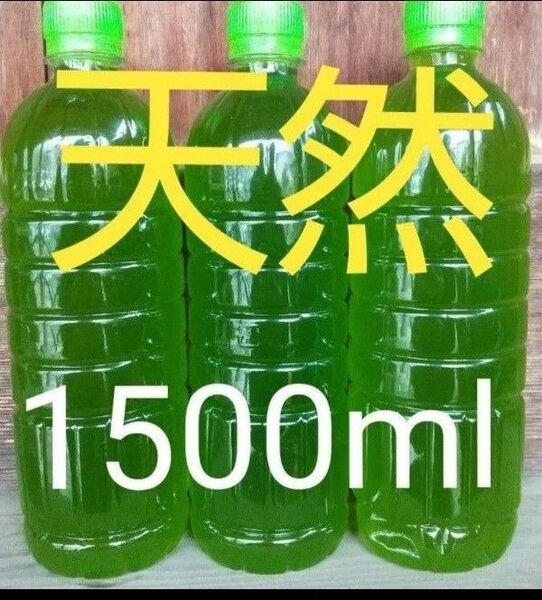 安心安全な天然 グリーンウォーター(青水、種水) 1500ml。ペットボトル発送。金魚・ メダカ ゾウリムシ ミジンコ めだか。