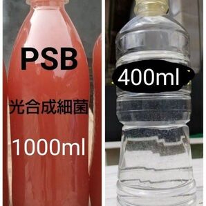 PSB(光合成細菌) 1000ml & 魚のエサ 400ml。ゾウリムシ ペットボトル発送!メダカ 金魚 ミジンコ