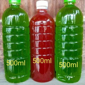 天然 グリーンウォーター(青水.種水)1000ml& PSB(光合成細菌)500ml 。。メダカ 金魚 ミジンコ ゾウリムシ