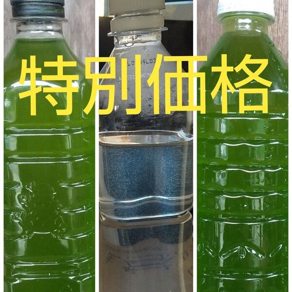 特別価格!グリーンウオーター(種水、青水)1000ml & 魚のエサ 400ml ゾウリムシ メダカ ミジンコ 金魚