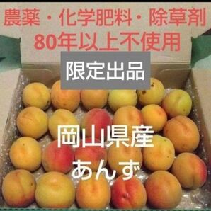 岡山県産 栽培期間中 農薬不使用 自家栽培 あんず 杏 アプリコット1kg以上 ご家庭用