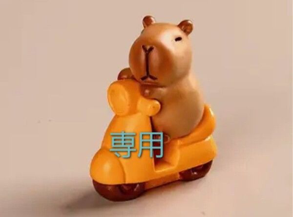 コレクション 専用
