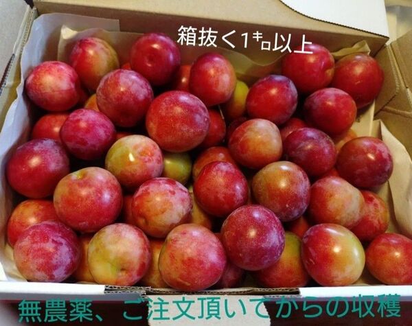 すもも