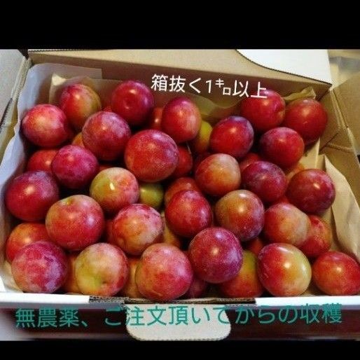 すもも