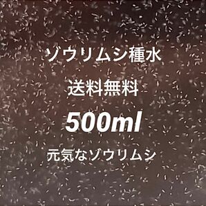 ゾウリムシ種水500ml濃縮