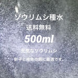ゾウリムシ種水500ml濃縮